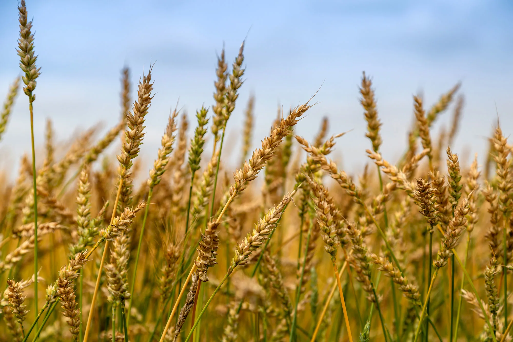 Gold Wheat Field Growth Nature Harvest Agricultu 2025 02 06 03 10 07 Utc2