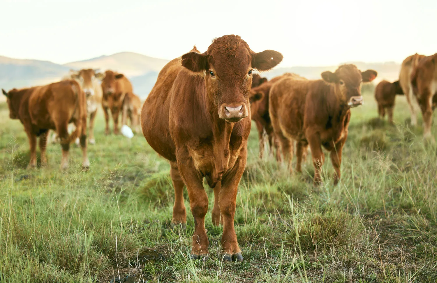 Group Of Cows Grass Or Farming Landscape In Count 2023 11 27 05 33 01 Utc2